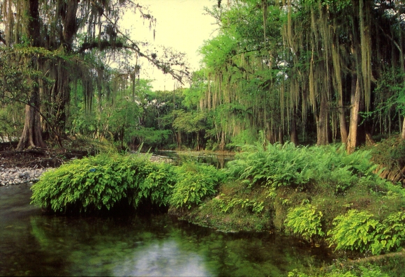 Rio Sabinas (en construccion)